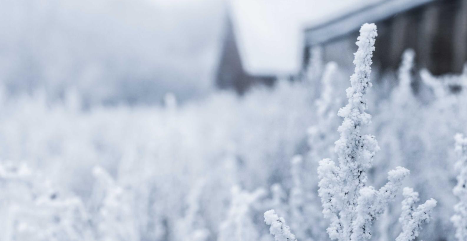 白金爱喜指南针冰:花盆网上购买平台