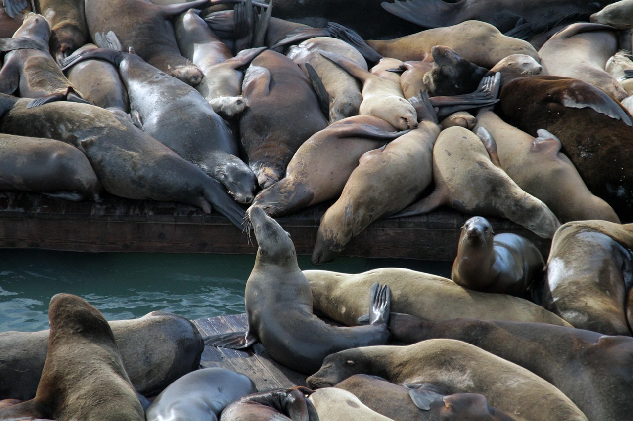 “其中一个最不被玩家满意的后果是:散户应声而跌,被迫堵了不少庄家口,韭菜不仅吃相难看且被割得惨不忍睹”