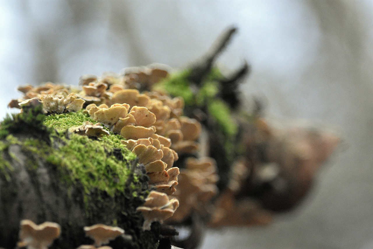 vx账号买卖：环球平台开户