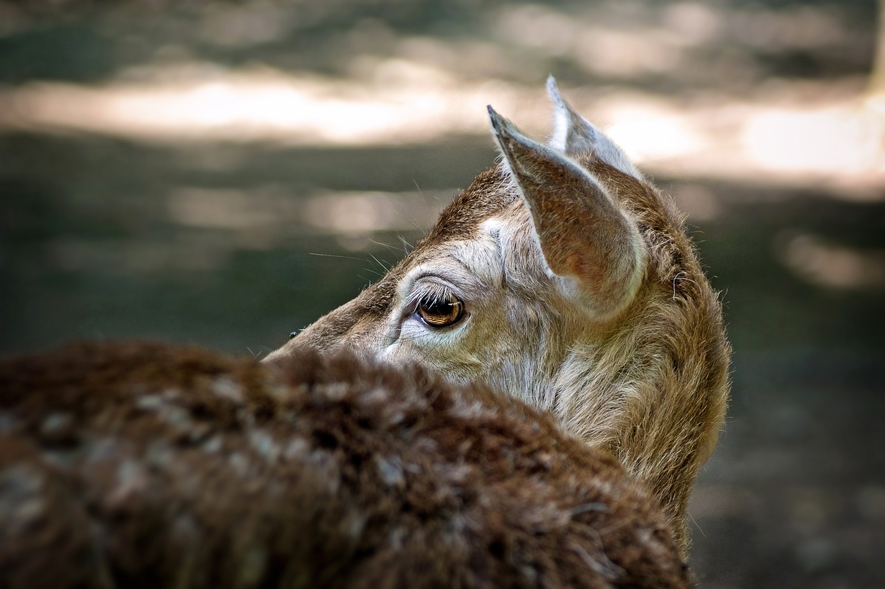 免费DDOS攻击平台|长沙高桥公司注册代理
